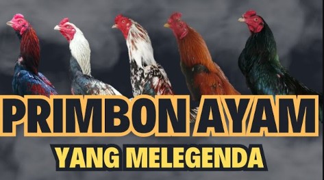 Warna Bulu Ayam yang Selalu Menang