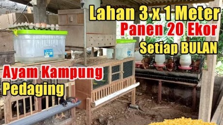 kandang ayam minimalis 100 ekor di lahan sempit